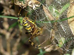 Argiope bruennichi