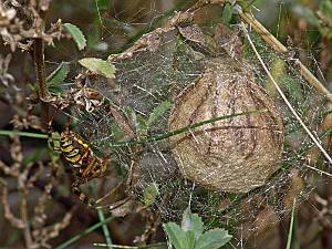 Argiope bruennichi