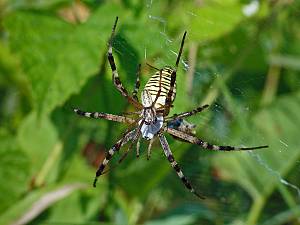 Argiope bruennichi