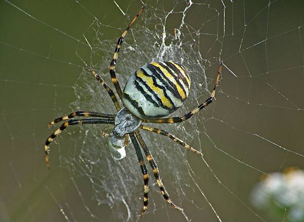 Argiope bruennichi