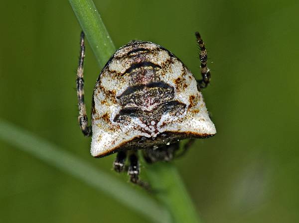 Gibbaranea bituberculata