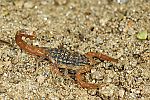 Mesobuthus gibbosus