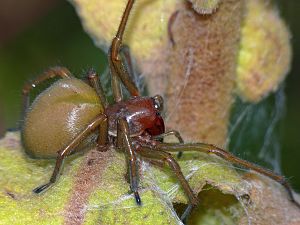 Drassodes lapidosus