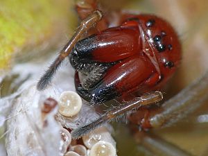 Drassodes lapidosus