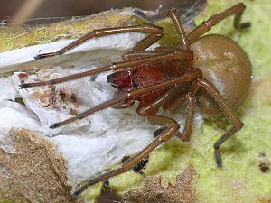 Drassodes lapidosus