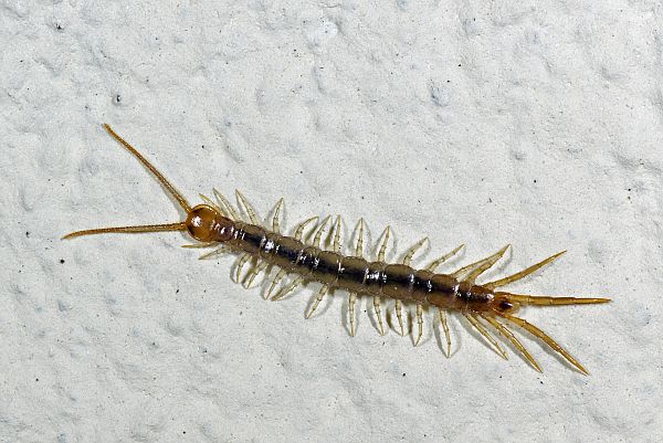 Lithobius forficatus