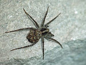 Pardosa lugubris