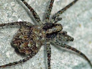 Pardosa lugubris