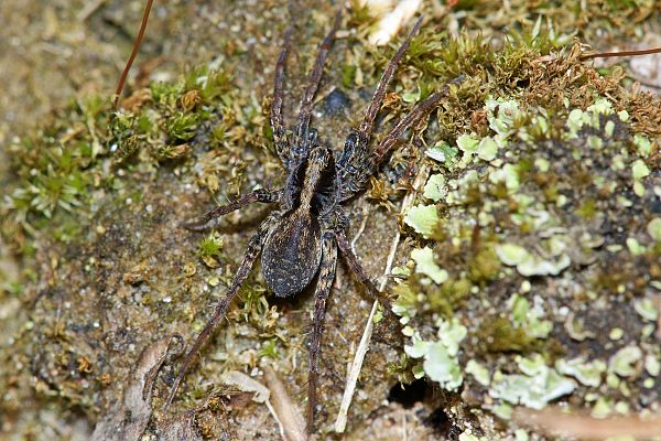 Pardosa lugubris