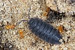 Porcellio scaber