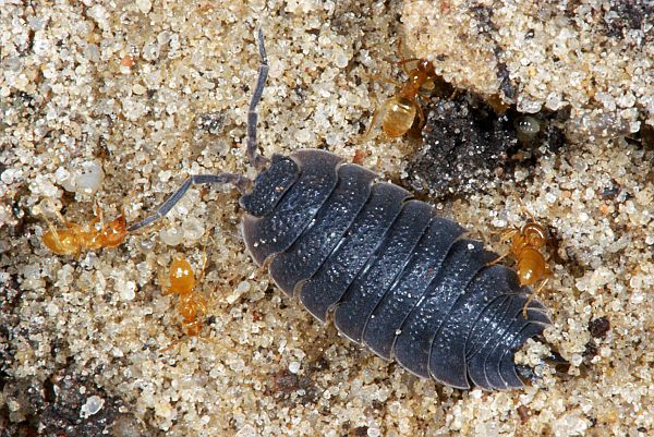 Porcellio scaber