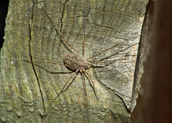 Rilaena triangularis