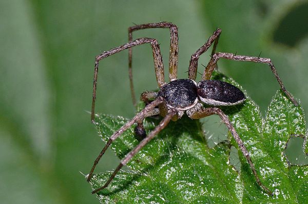 Philodromus aureolus