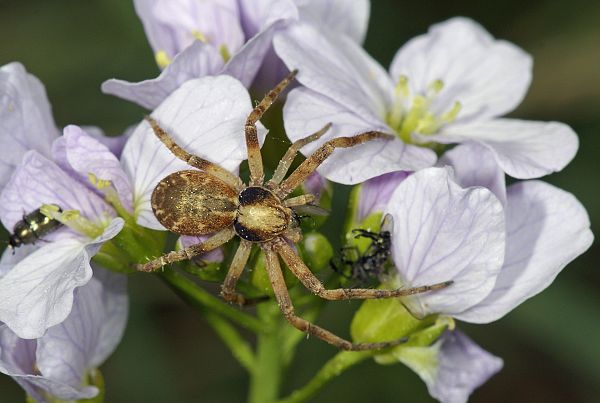 Philodromus cespitum