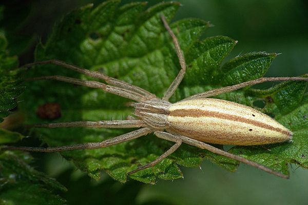 Tibellus oblongus