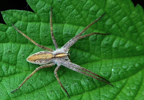 Pisaura mirabilis