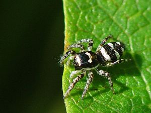 Salticus scenicus