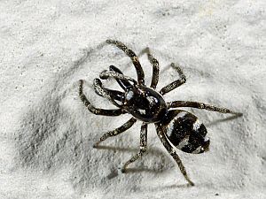 Salticus scenicus