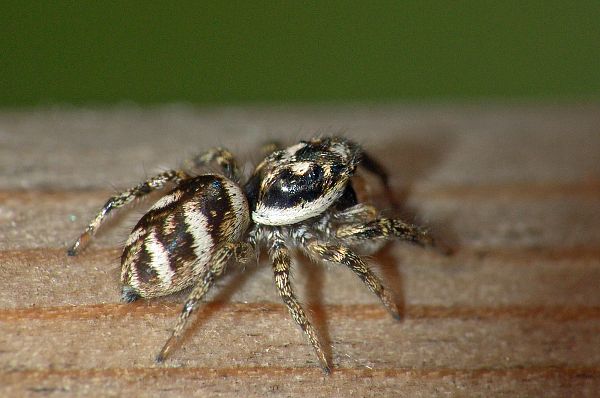 Salticus scenicus
