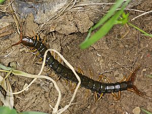 Scolopendra cingulata