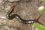 Scolopendra cingulata