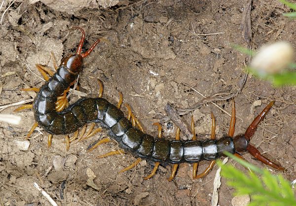 Scolopendra cingulata