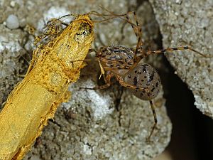 Scytodes thoracica