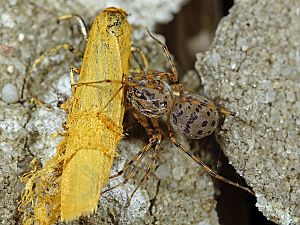 Scytodes thoracica