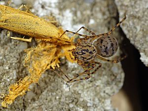 Scytodes thoracica