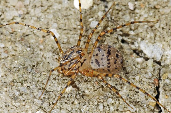 Scytodes thoracica