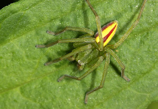 Micrommata virescens