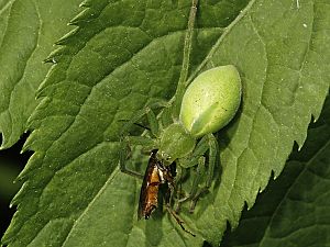 Micrommata virescens