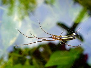 Tetragnata extensa