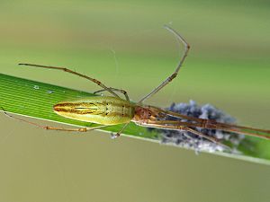 Tetragnata extensa