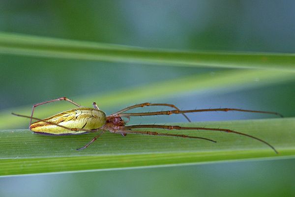 Tetragnata extensa