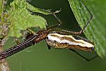 Tetragnatha montana