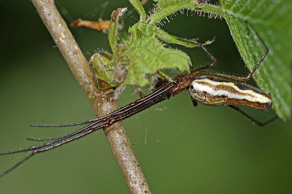 Tetragnatha montana