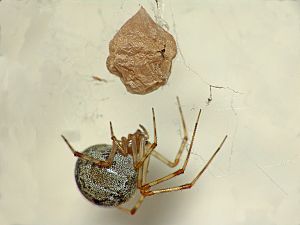 Parasteatoda tepidariorum