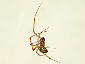 Parasteatoda tepidariorum