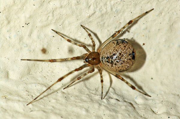 Parasteatoda tepidariorum