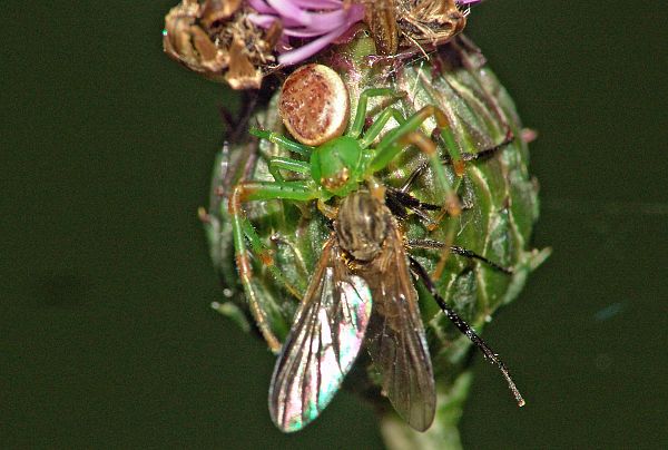 Diaea dorsata