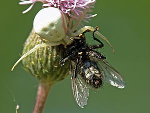 Misumena vatia