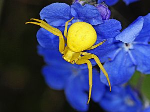 Misumena vatia