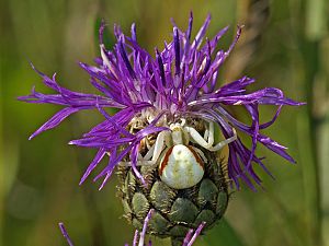 Misumena vatia