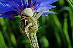 Misumena vatia