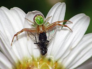 Misumenops tricuspidatus