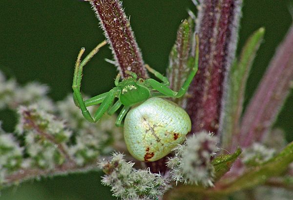 Misumenops tricuspidatus