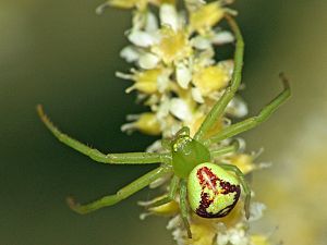 Misumenops tricuspidatus