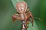 Ozyptila atomaria