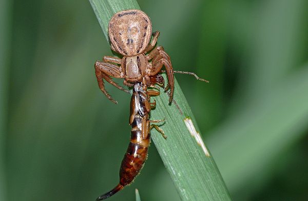 Ozyptila atomaria